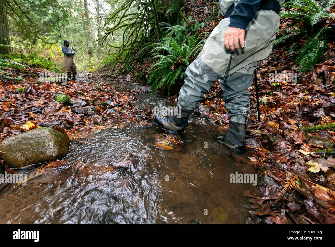 WA17944-00.....WASHINGTON - Nicolas and Erik looking for spawning salmon in English Creek a tributary of the Skaget River. Nicolas and Erik are volunt Stock Photo
