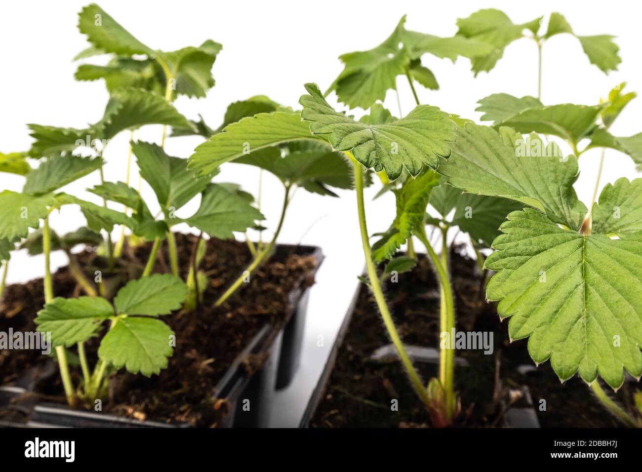 young strawberry plants in pots on white background in studio Stock ...
