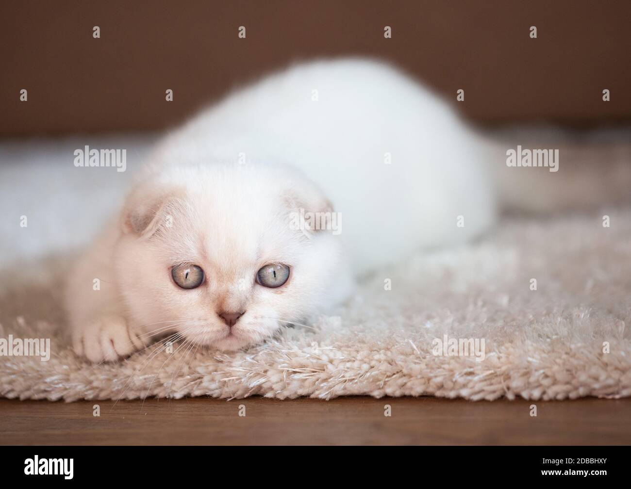 https://c8.alamy.com/comp/2DBBHXY/a-purebred-kitten-relaxes-on-a-soft-mat-photo-of-baby-animal-2DBBHXY.jpg