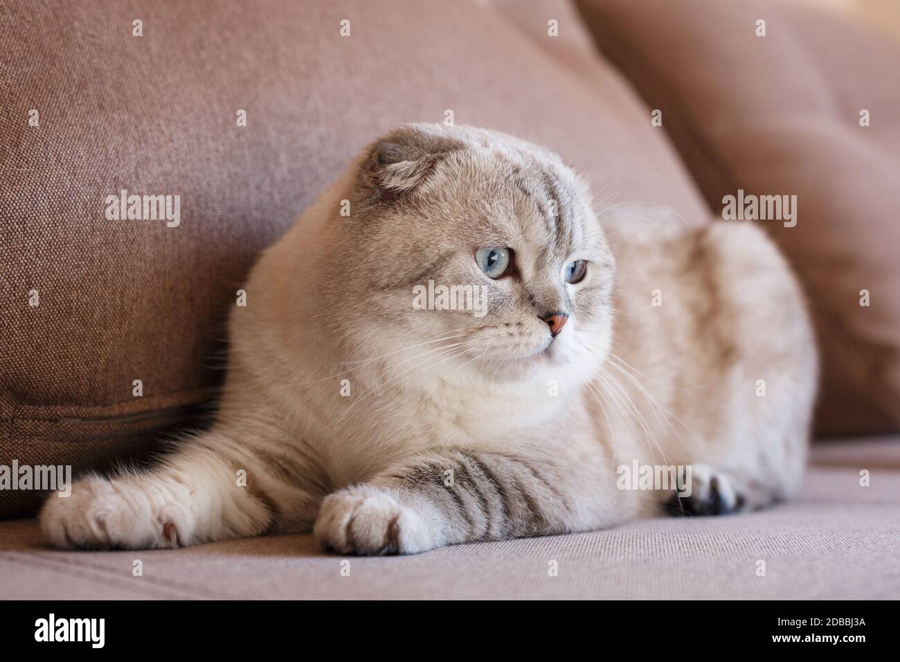 Very beautiful purebred gray cat. Photo causes a smile and positive emotions. Suitable for advertising a pet store or cat food. Scottish breed. Stock Photo