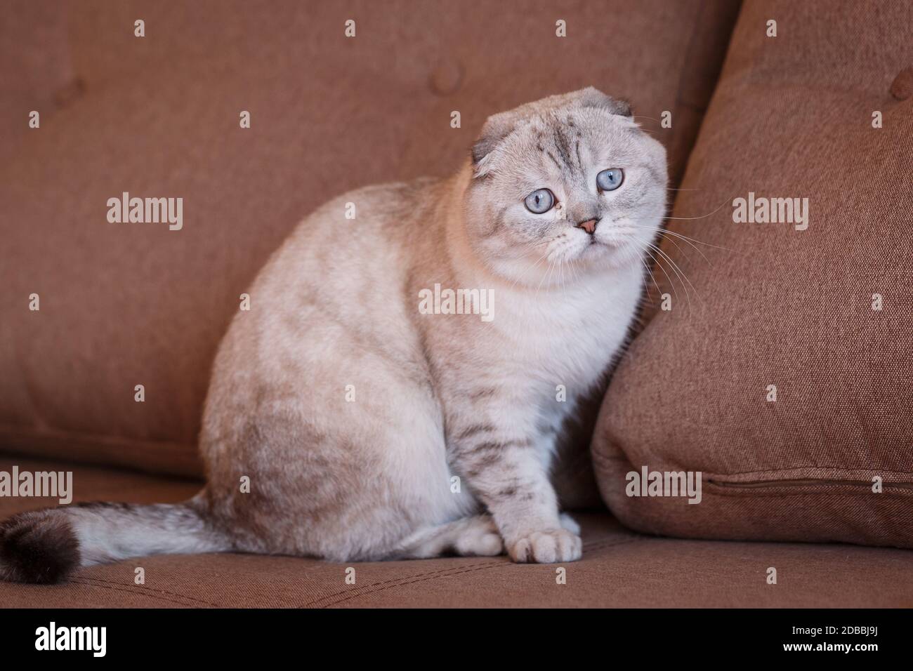 Very beautiful purebred gray cat. Photo causes a smile and positive emotions. Suitable for advertising a pet store or cat food. Scottish breed. Stock Photo