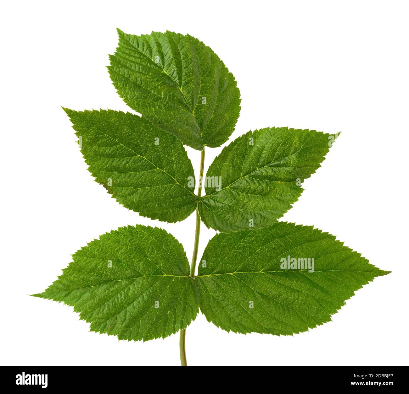 raspberry branch with green leaves isolated on white background, young ...