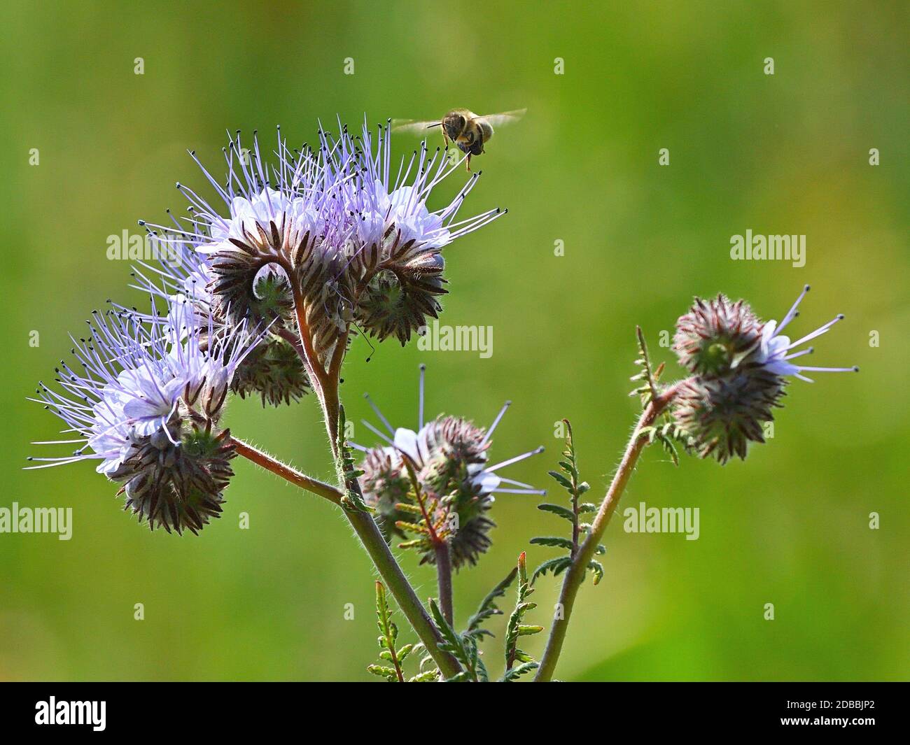 Tansy-phazelia with Pollinator Stock Photo