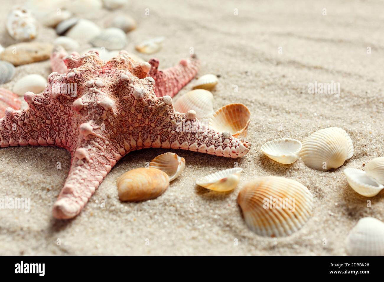 Beach and Summer background. Close up of starfish and seashells on sand ...