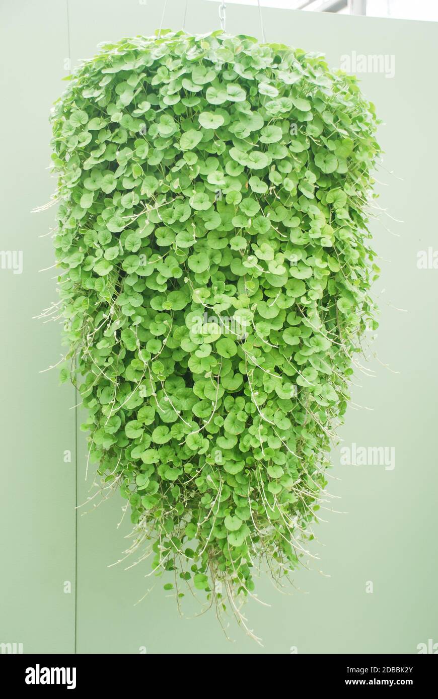 Dichondra Repens plant is grown at the nursery, hanging plants Stock Photo