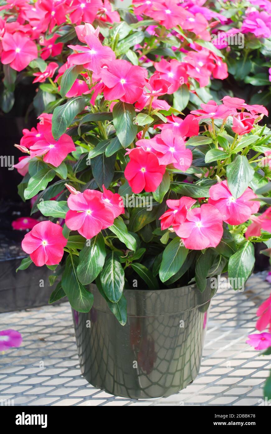 foliage vinca flowers, pink vinca flowers (madagascar periwinkle