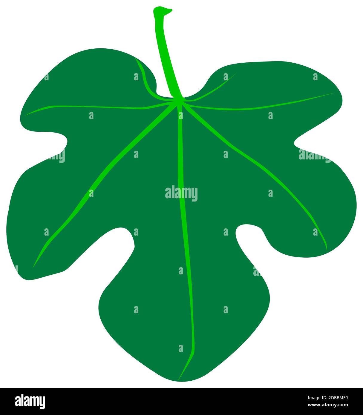 A fig leaf of the type worn by Adam and Eve in the Garden of Eden Stock