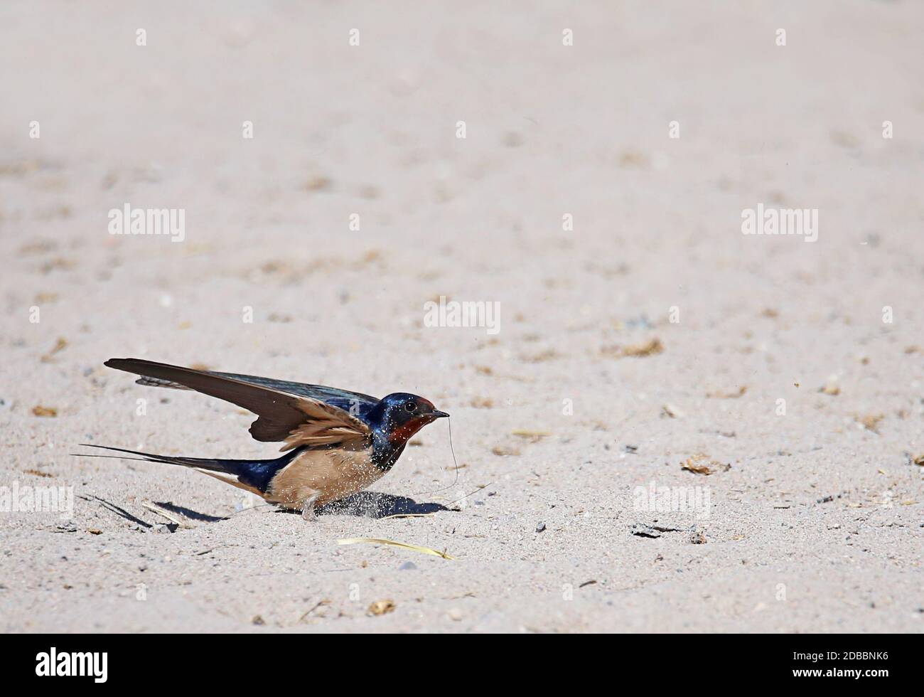 Swallow Hirundo rustica in the sand Stock Photo