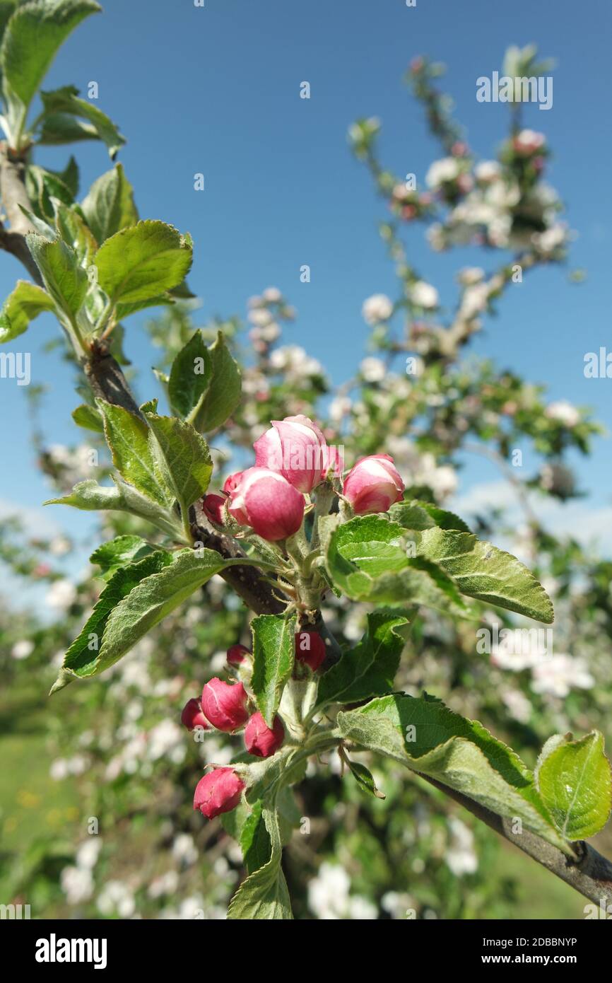 Blossom buds apple tree hi-res stock photography and images - Alamy