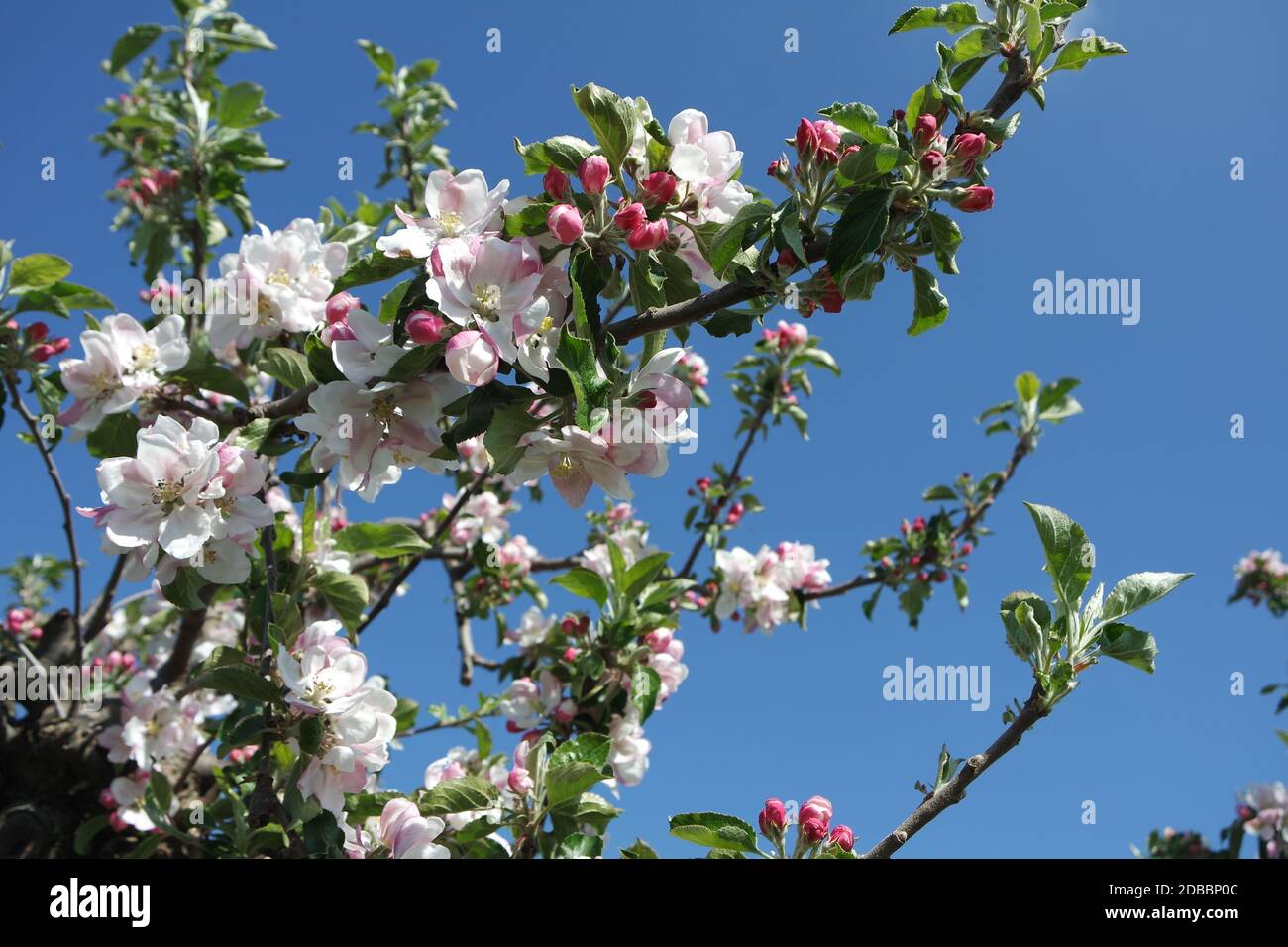 Blossom tree branch hires stock photography and images Alamy