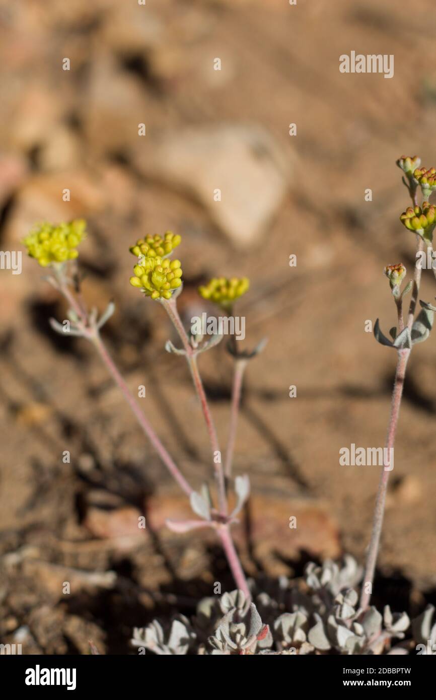 Yellow bloom, Sulphur Buckwheat, Eriogonum Umbellatum, Polygonaceae, native perennial, Baldwin Lake Reserve, San Bernardino Mountains, Summer. Stock Photo