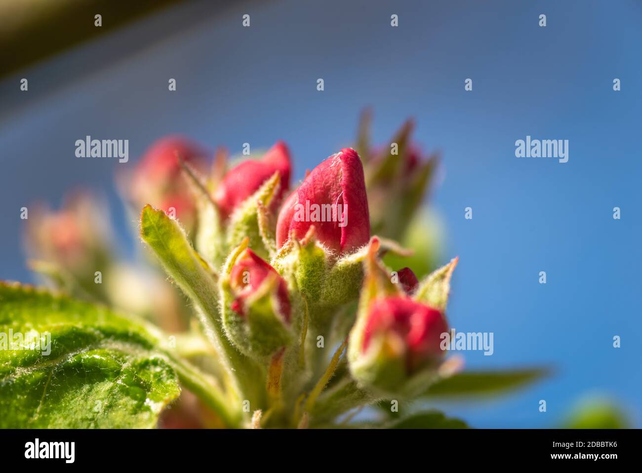 Beautiful apple tree blossom in springtime in the garden Stock Photo