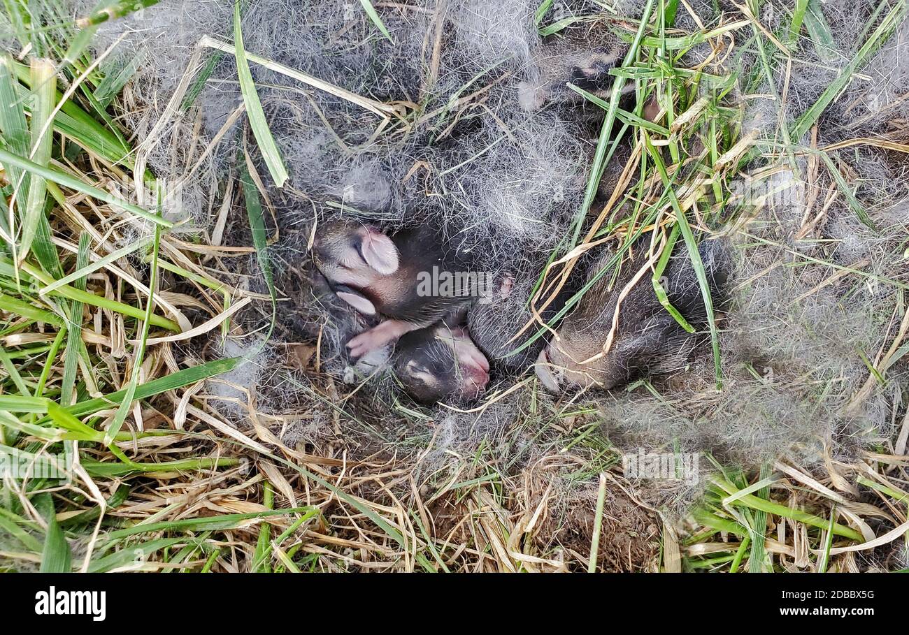 Nest of Newborn Wild Rabbits Stock Photo