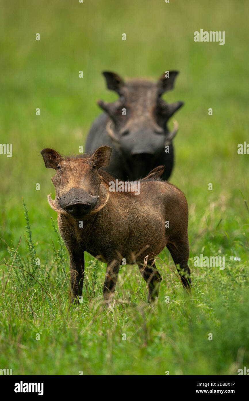 Two common warthog stand in tall grass Stock Photo - Alamy