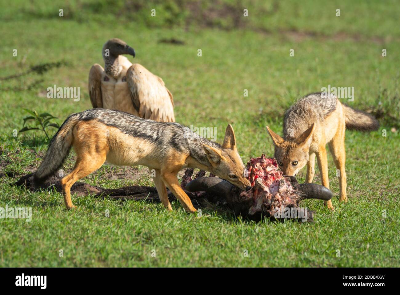 Two black-backed jackal feed on wildebeest carcase Stock Photo