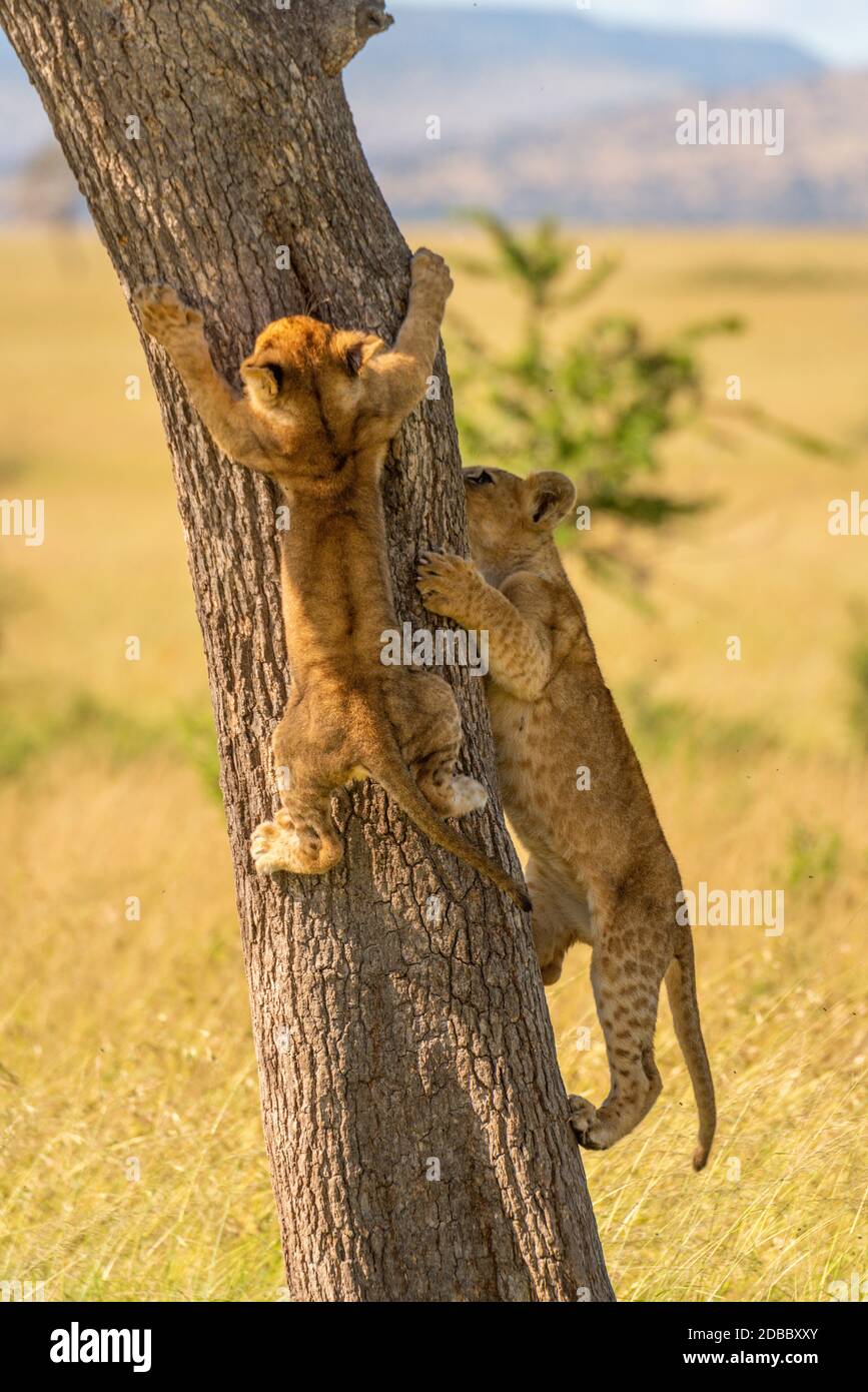 Two lion cubs climb tree on savannah Stock Photo