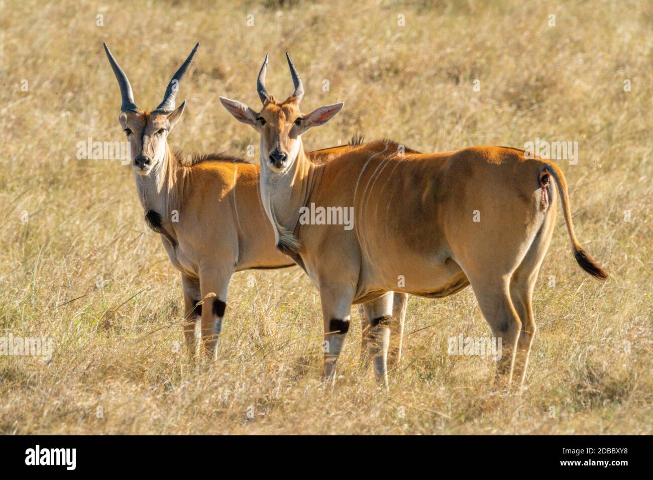 Two eland stand in grass eyeing camera Stock Photo