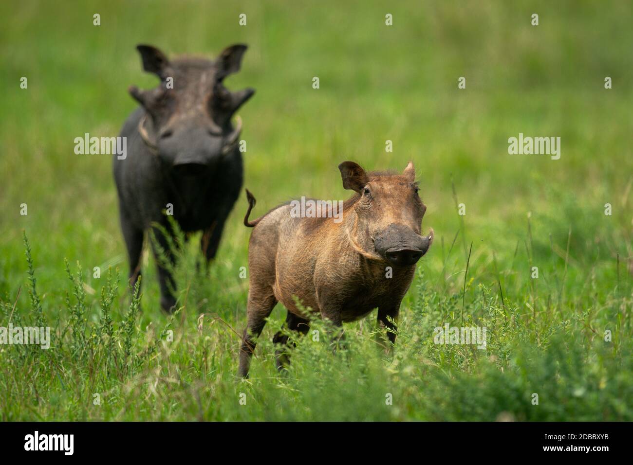 Two common warthog standing in long grass Stock Photo