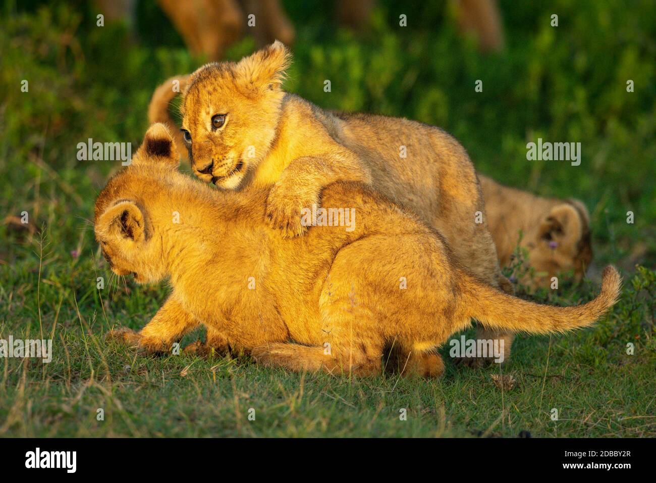 Two lion cubs play fight on grass Stock Photo