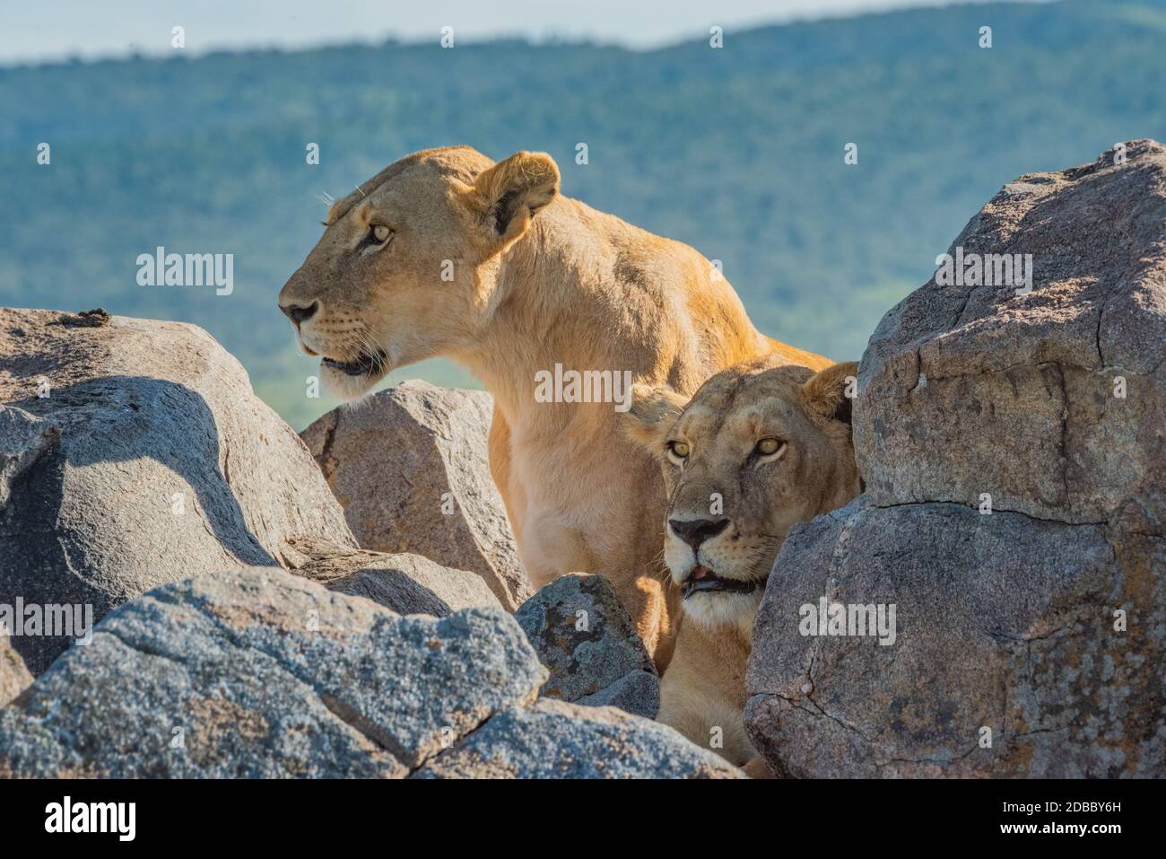 Two lionesses lie and sit on kopje Stock Photo
