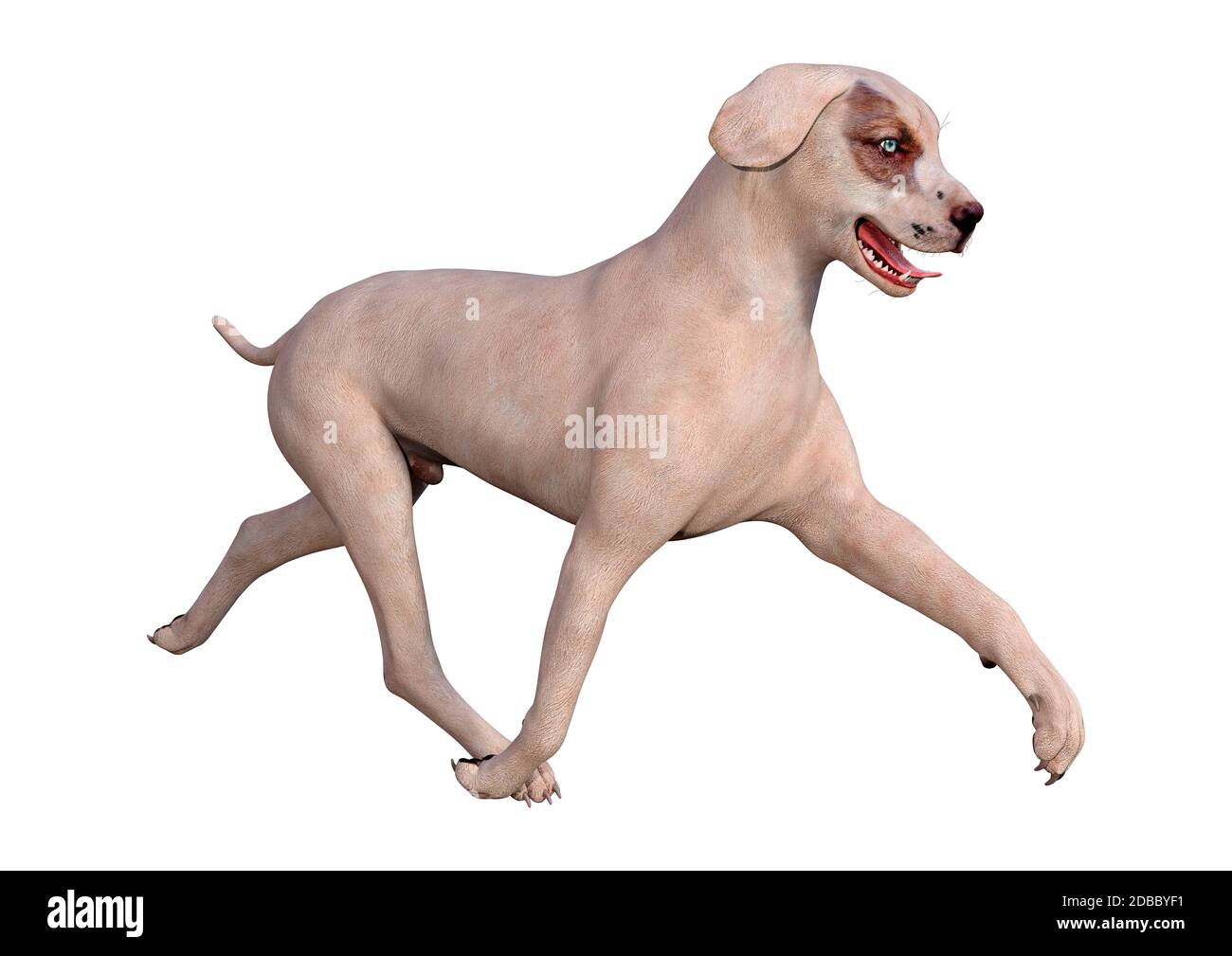 3D rendering of a crossbreed dog isolated on white background Stock ...