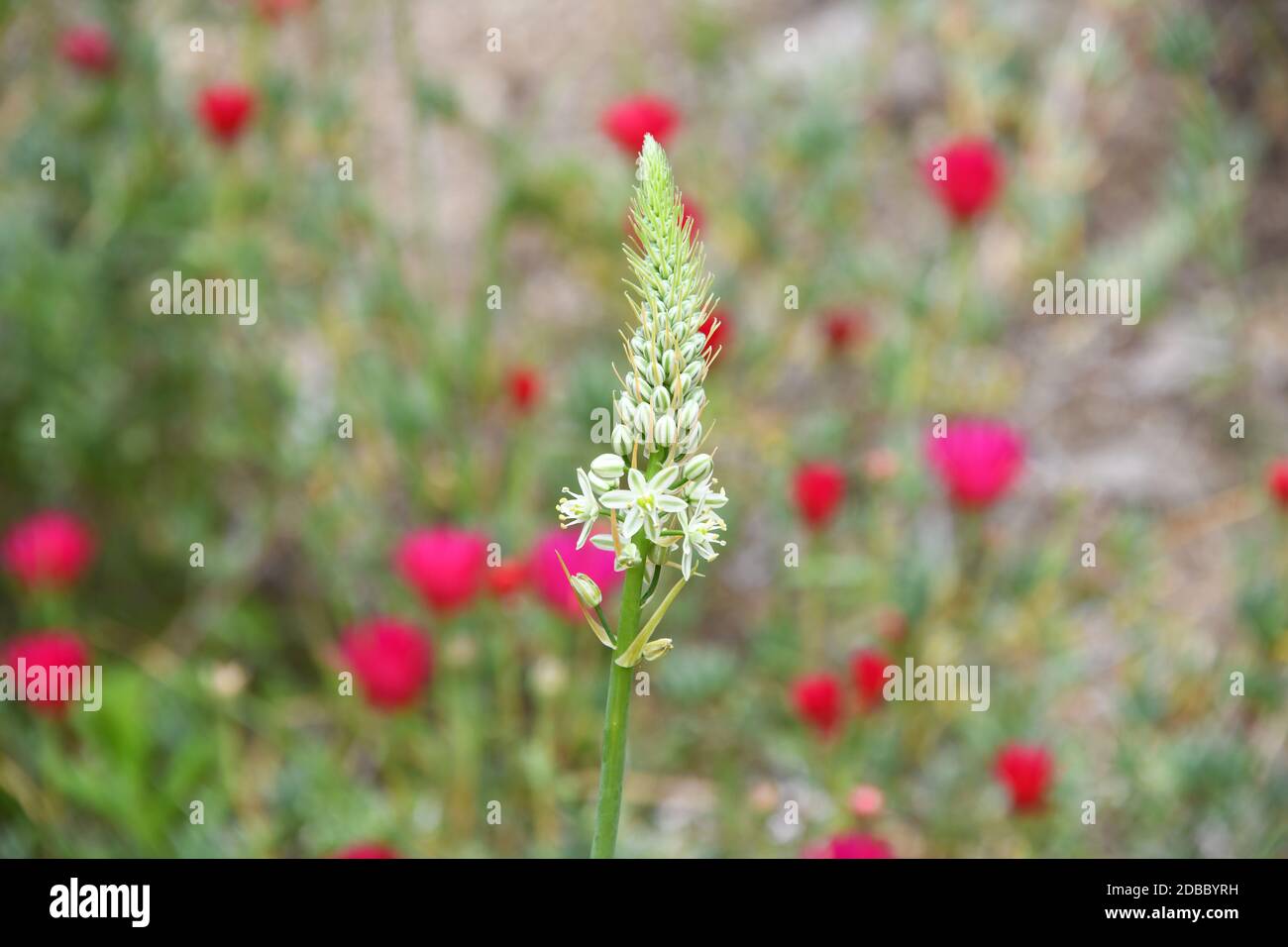 Spring flowers at the Costa Blanca, Alicante Province, Spain Stock