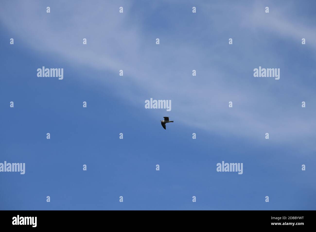 flying seagulls in the blue sky in the province of Alicante, Costa Blanca, Spain Stock Photo