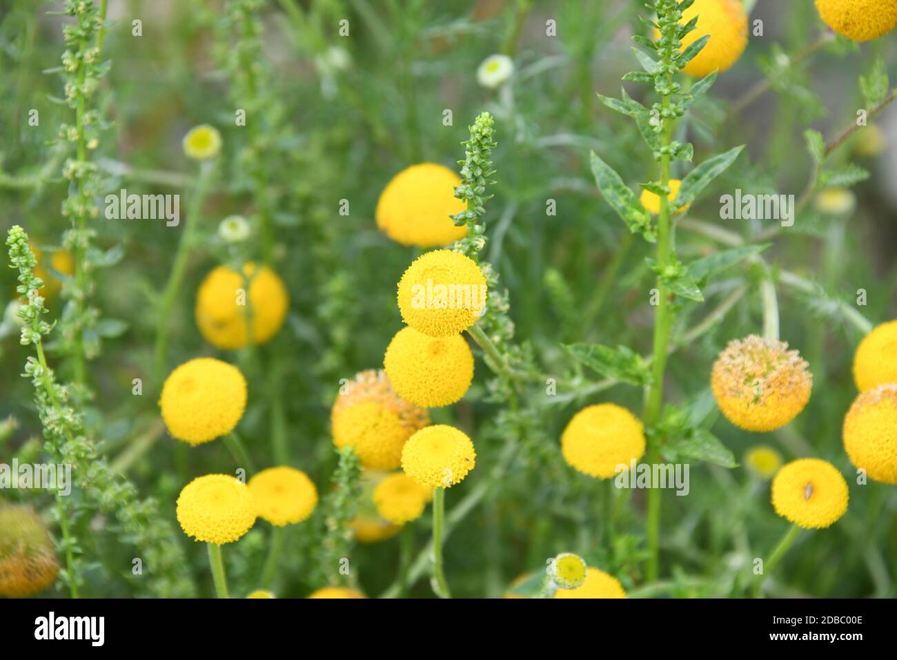 Spring flowers at the Costa Blanca, Alicante Province, Spain Stock