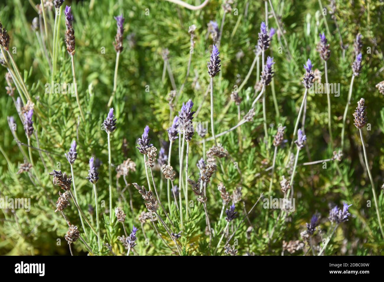 purple lavender flower in the province of Alicante, Costa Blanca, Spain Stock Photo