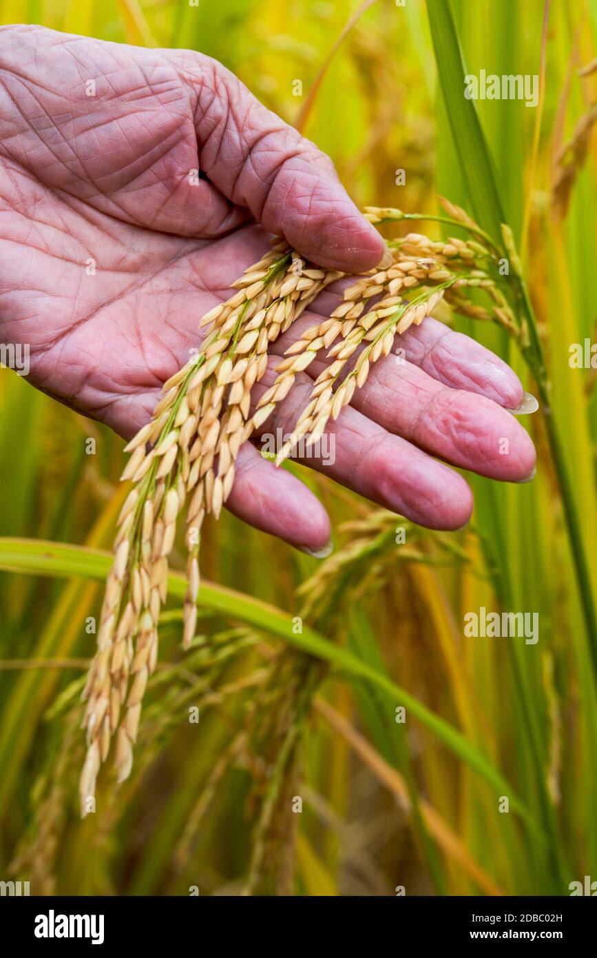 Embroils Rice A farmer holds up the ears of ripe rice Stock Photo - Alamy