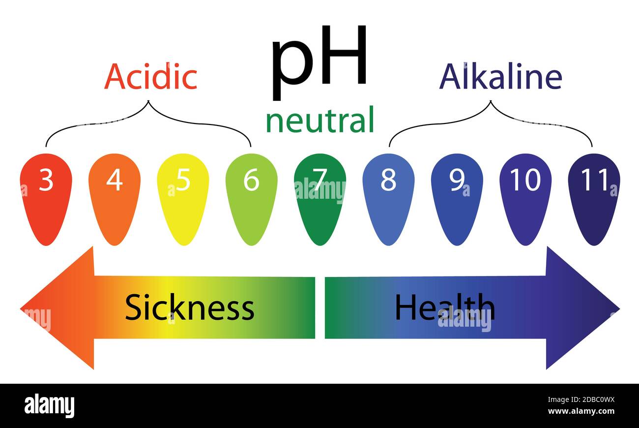 pH level scale showing sickness and health in human body vector