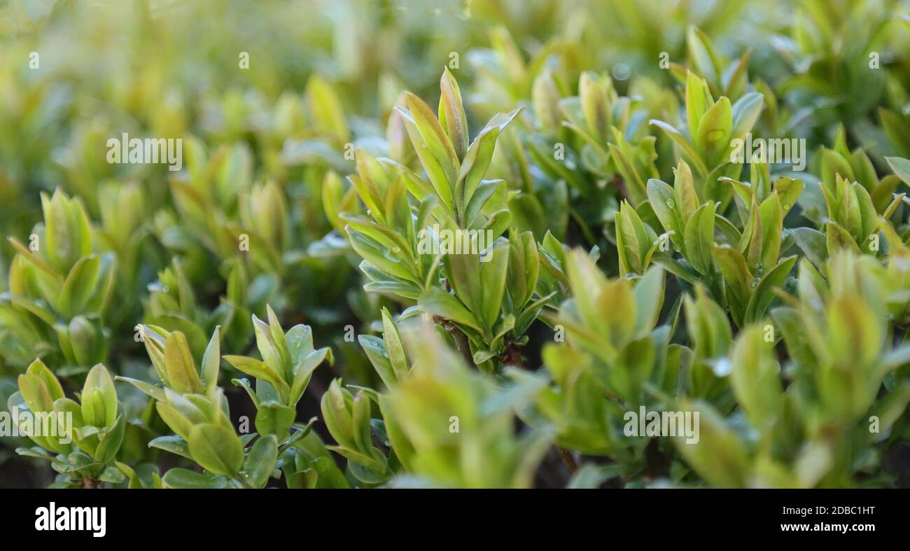 Garden spring bushes with small leaves, background Stock Photo - Alamy