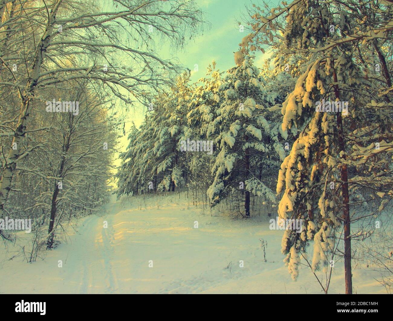beautiful winter landscape with pines snow covered Stock Photo - Alamy