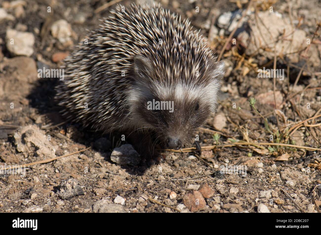 North African hedgehog Atelerix algirus. Cruz de Pajonales. Integral Natural Reserve of Inagua. Tejeda. Gran Canaria. Canary Islands. Spain. Stock Photo