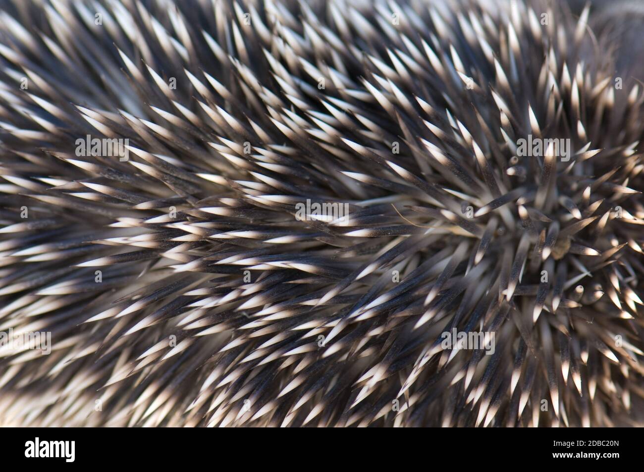 Back of North African hedgehog Atelerix algirus. Cruz de Pajonales. Integral Natural Reserve of Inagua. Tejeda. Gran Canaria. Canary Islands. Spain. Stock Photo