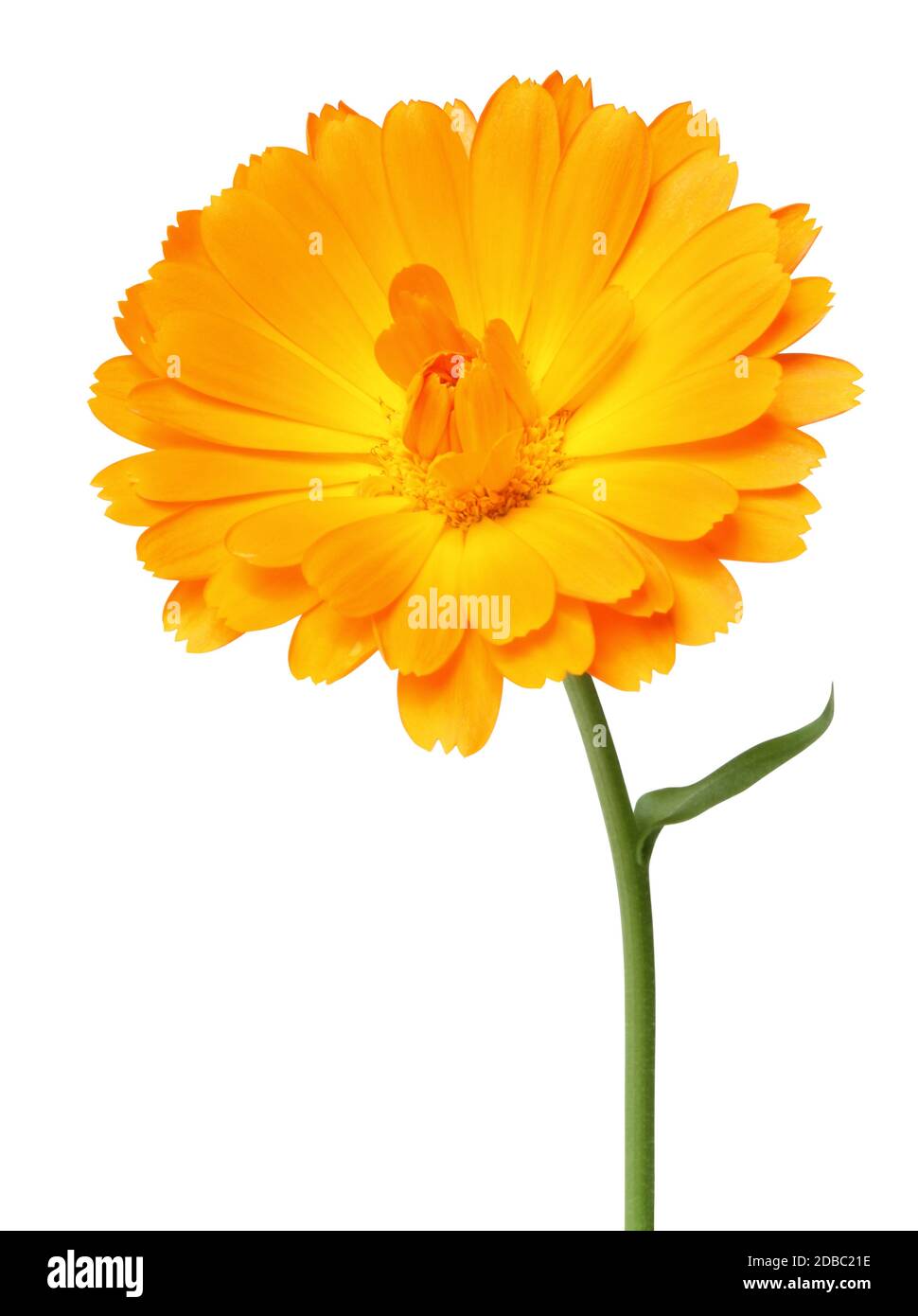 Beautiful yellow Daisy in side view, isolated on white background