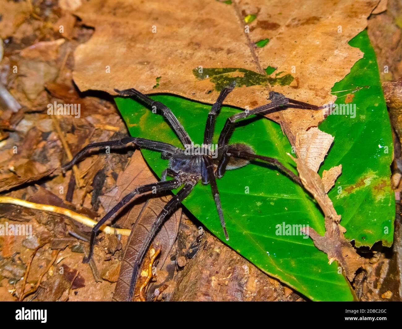 Macaco aranha de testa branca hi-res stock photography and images - Alamy