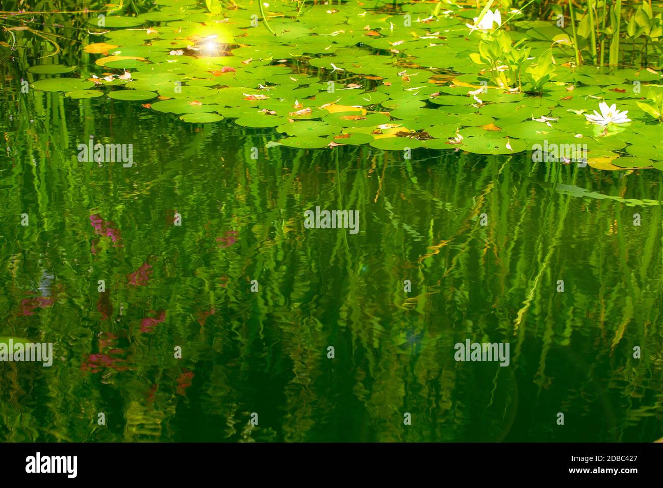 The water reflects the sea grass. Stock Photo