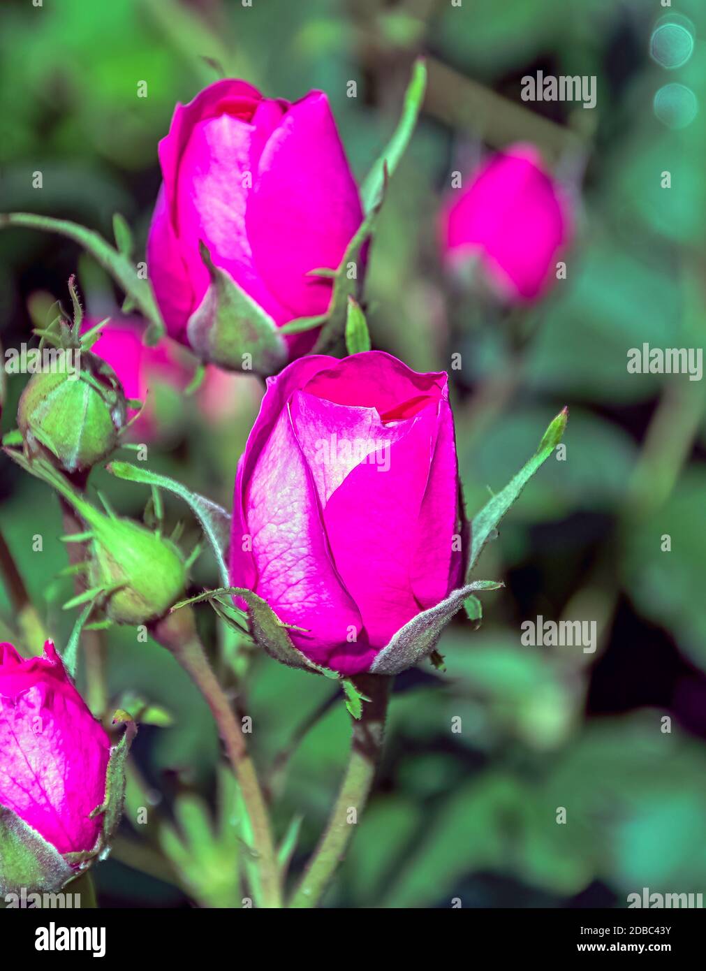 Rose timeless charisma (hybrid tea) in British park - London, UK Stock Photo