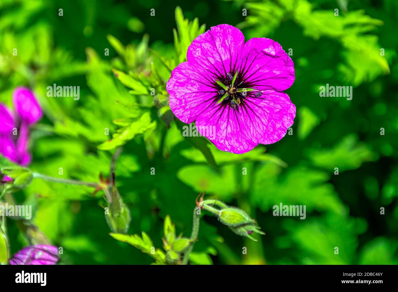 Geranium sanguineum known as bloody crane's-bill or bloody geranium, is a species of hardy flowering herbaceous perennial plant in the cranesbill family Geraniaceae Stock Photo