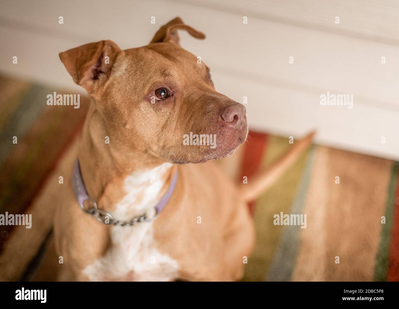 Candid portrait of young staffordshire terrier dog at animal shelter Stock Photo