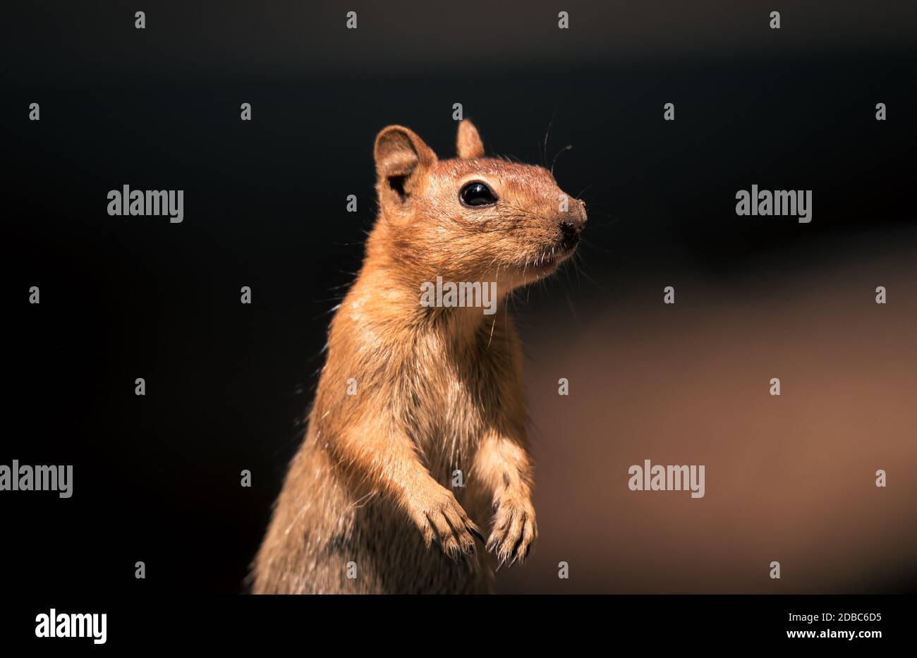 Close up portrait of ground squirrel, plain background,with copy space Stock Photo