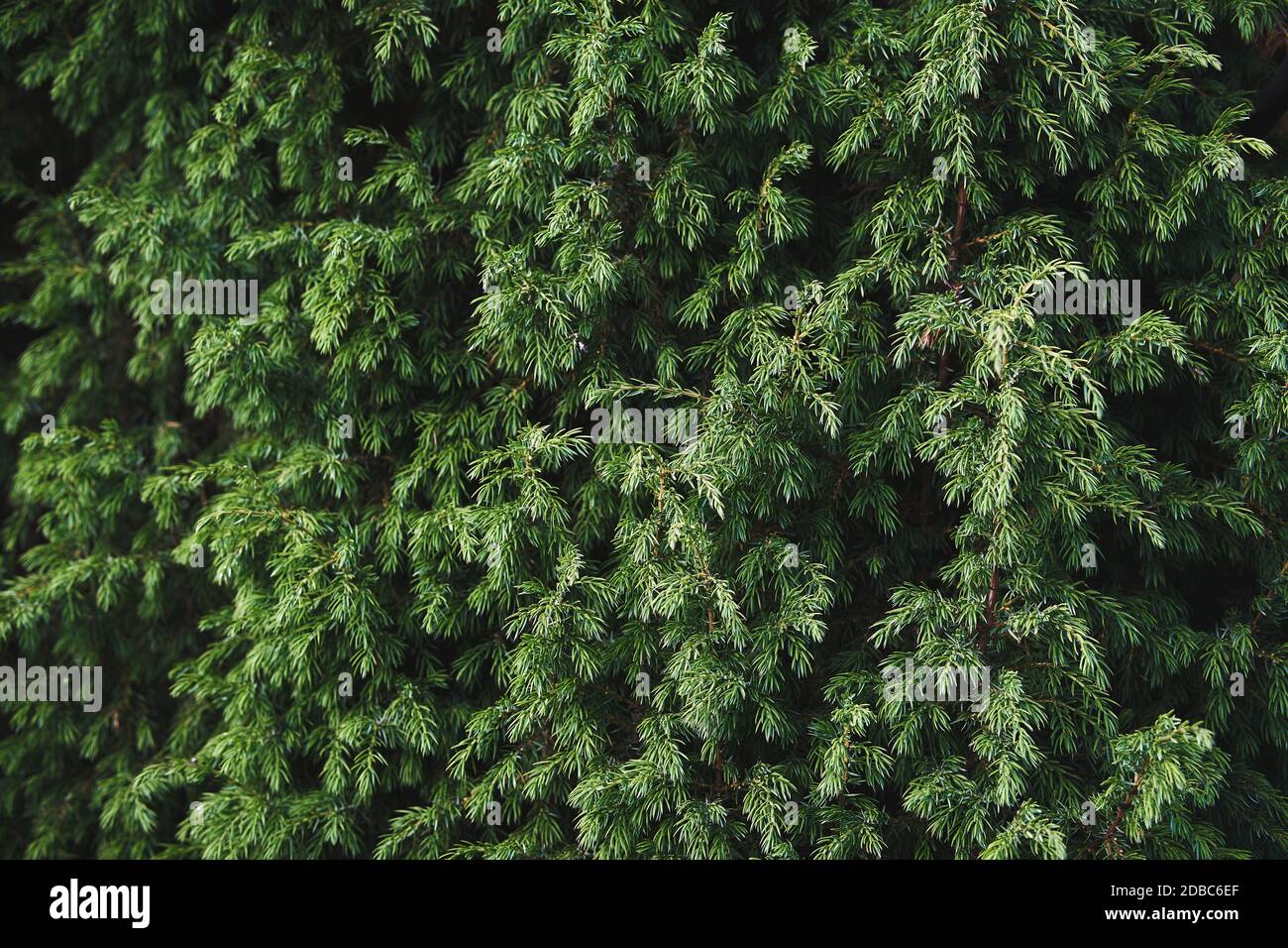 Juniper bush closeup. Coniferous bush texture. Evergreen juniper background Stock Photo