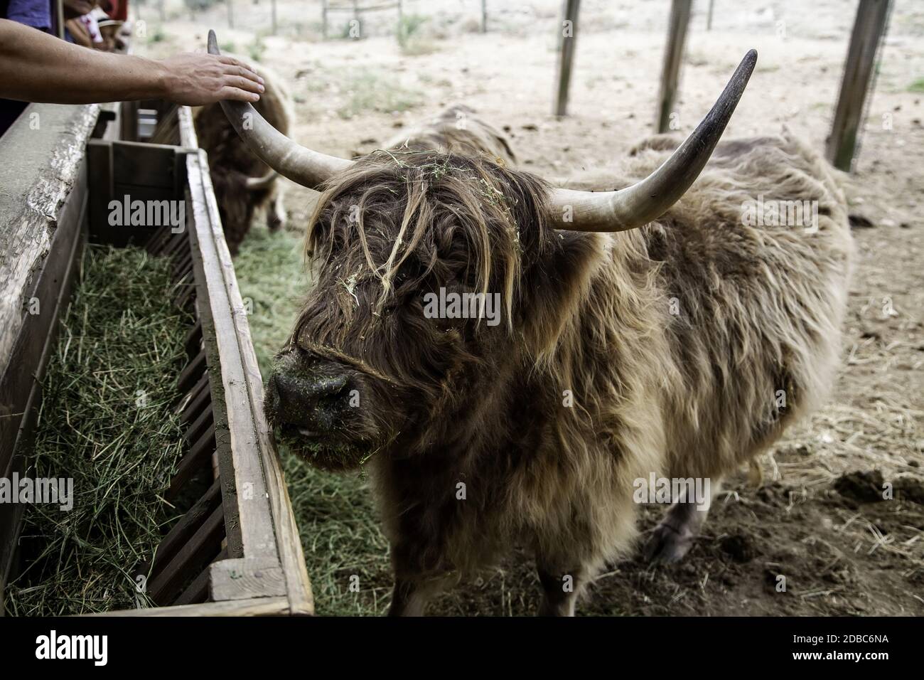 Wild ox, detail of large horned animal, mammal Stock Photo - Alamy