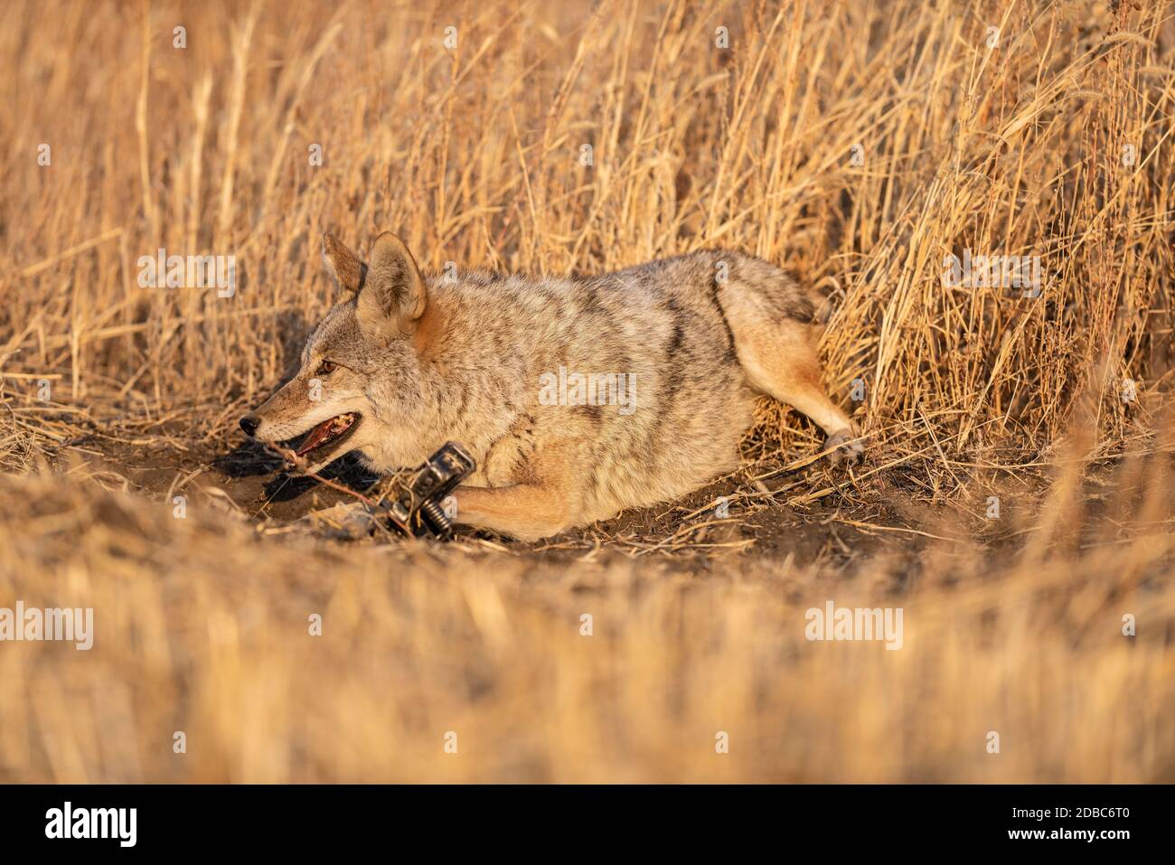 A coyote caught in a leg hold trap in North Dakota Stock Photo Alamy