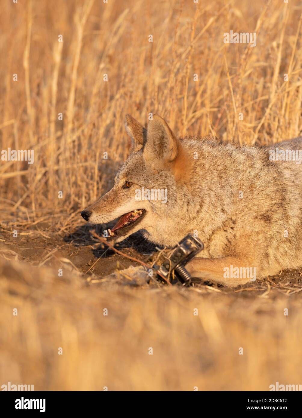 A coyote caught in a leg hold trap in North Dakota Stock Photo Alamy