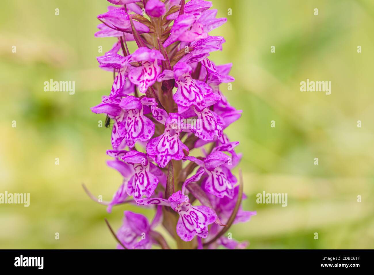 Dactylorhiza maculata spotted orchid, extreme closeup on inflorescence Stock Photo