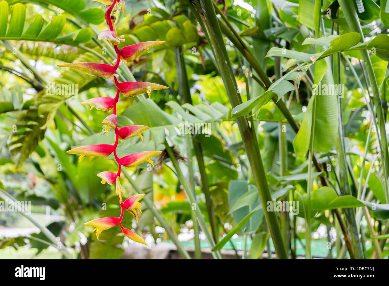 Heliconea hi-res stock photography and images - Alamy