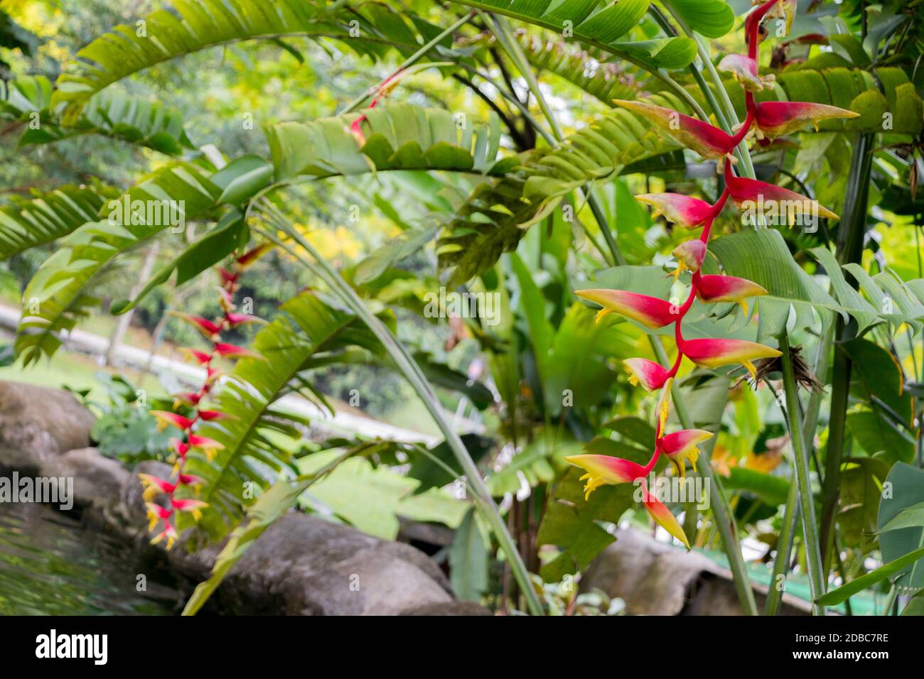 Beautiful big red yellow heliconia flower from the tropical nature in ...