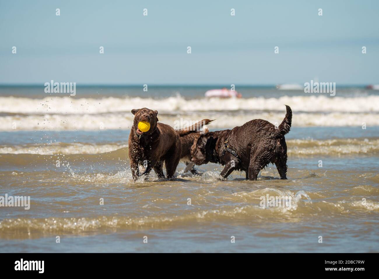 Two chocolate labrador retriever pups playing in the ocean surf Stock Photo